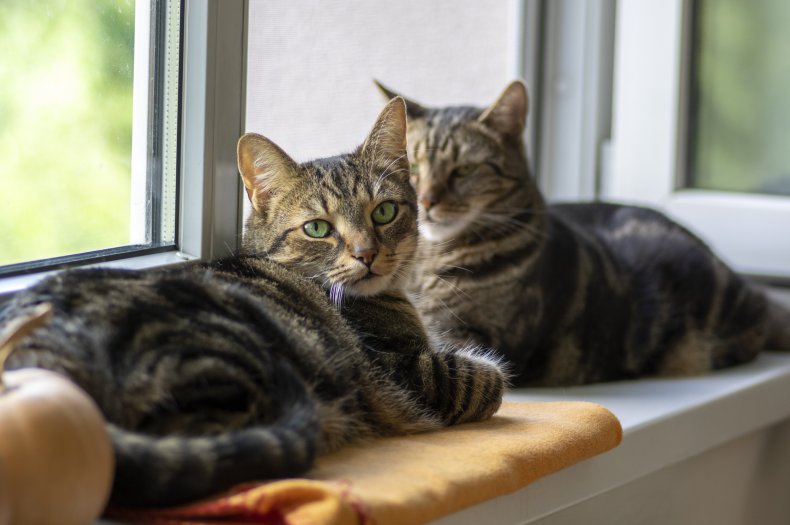 Identical cats sit on window