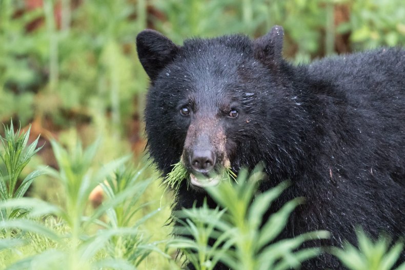 Black Bear