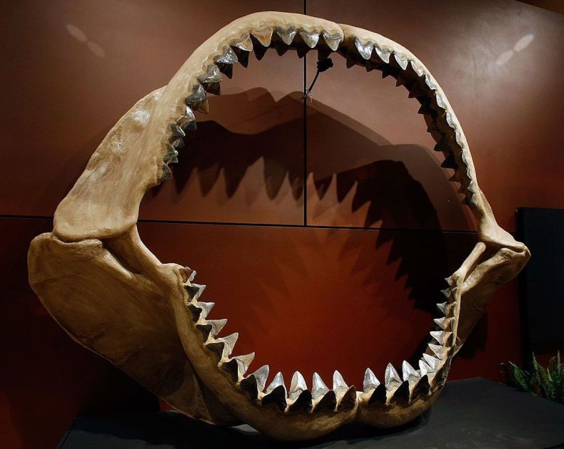 Carcharocles megalodon jaw on display