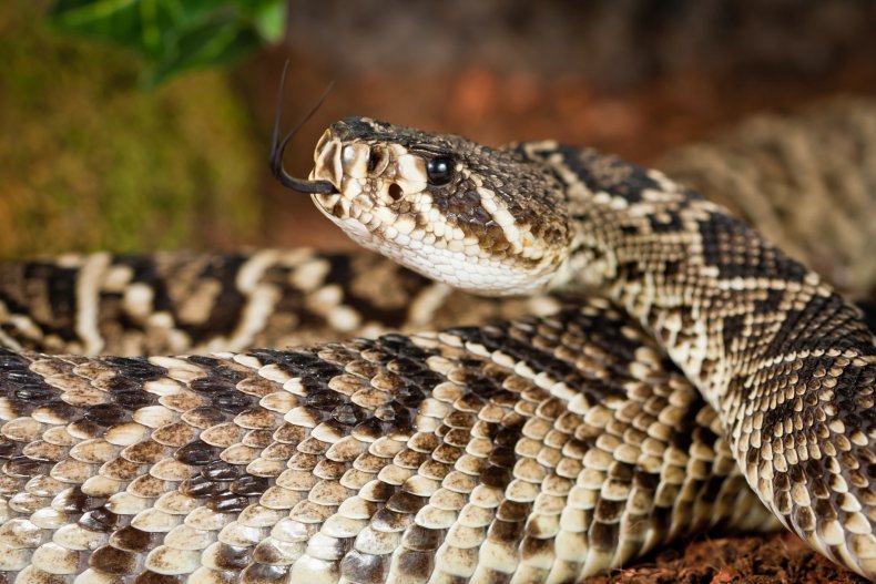Police find 110 snakes in woman's home