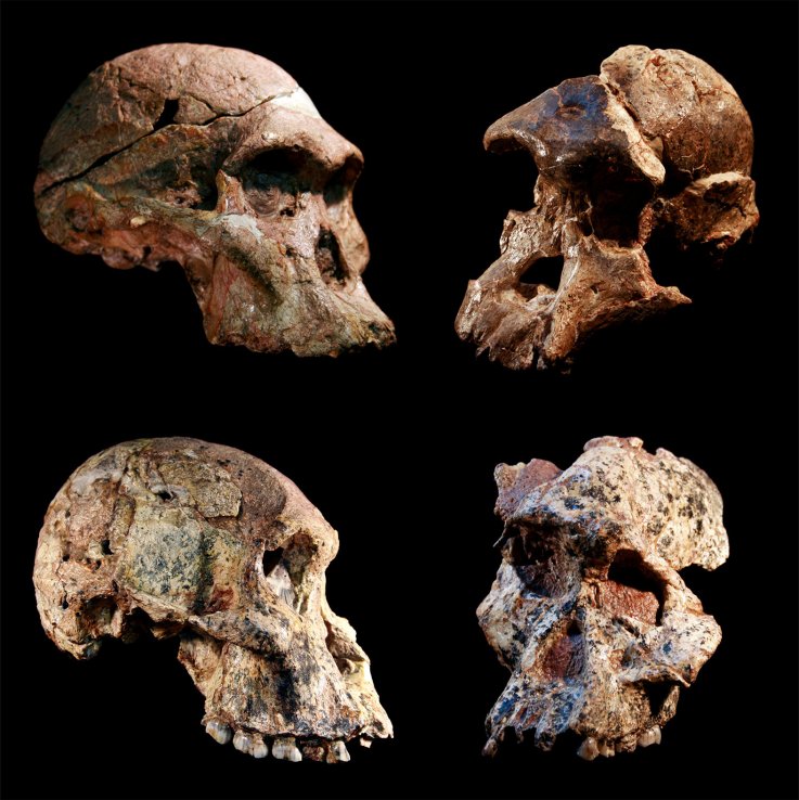 Australopithecus crania from Sterkfontein Cave in Africa