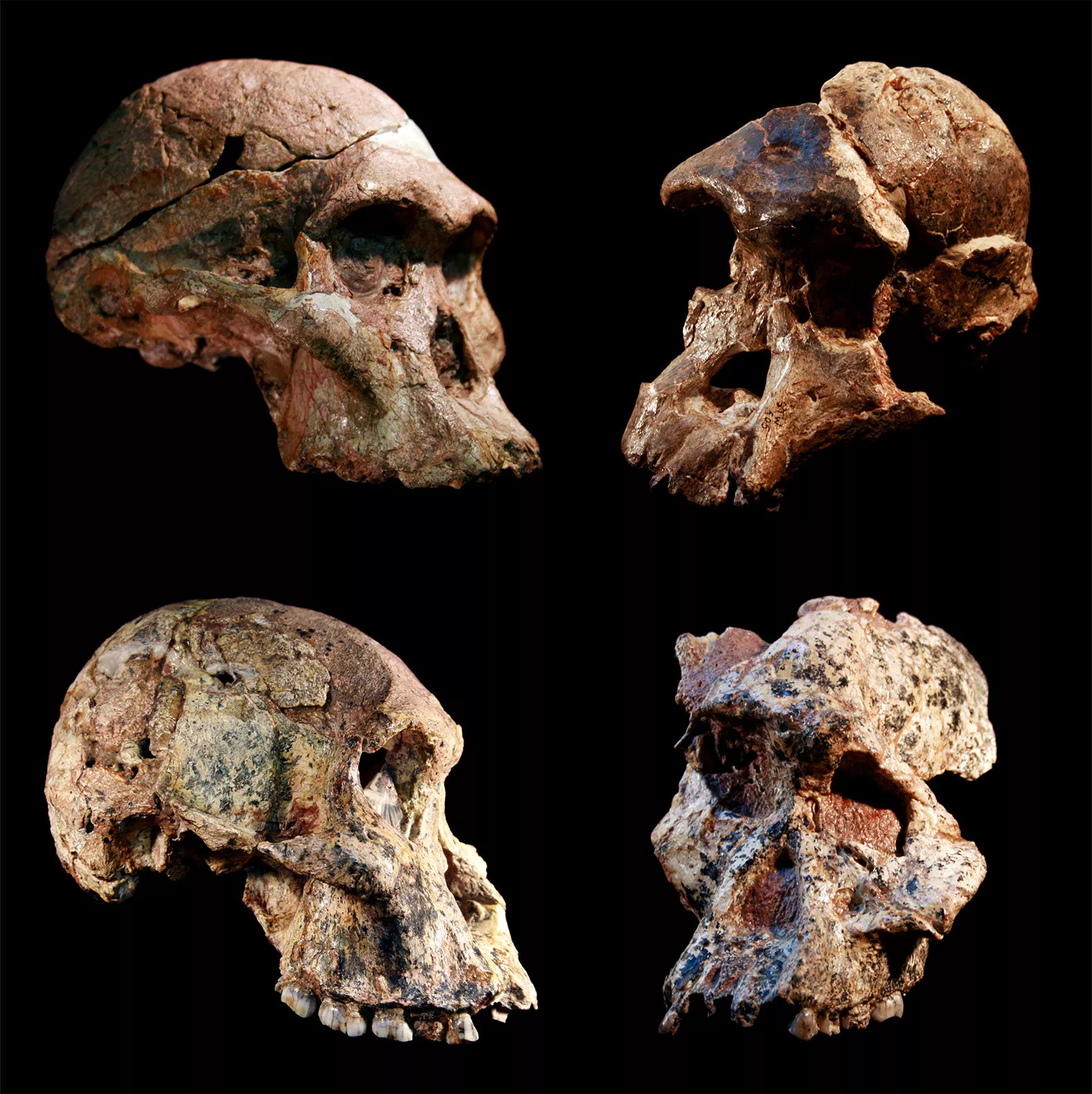 Fossils of Earliest Ancestors a Million Years Older Than Previously Thought: Scientists - Vimarsana News