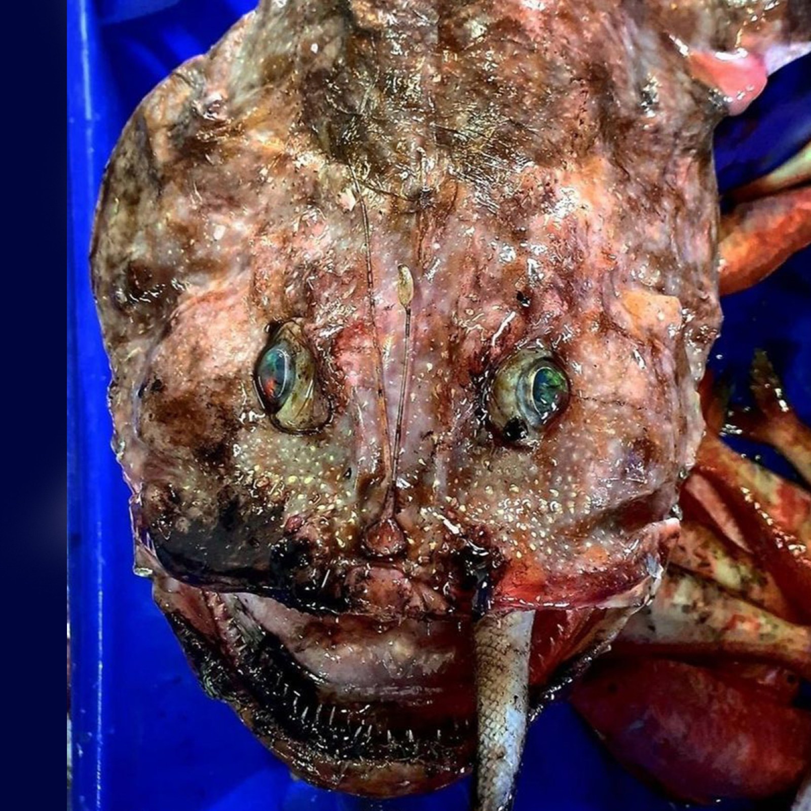 Sydney Fish expert reveals the ugly blobfish is edible and tasty