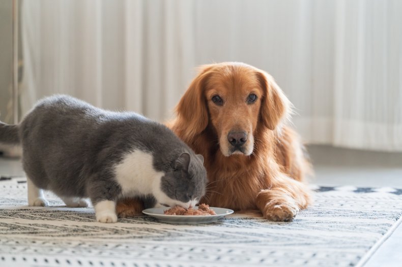 A golden retriever and cat sharing food.