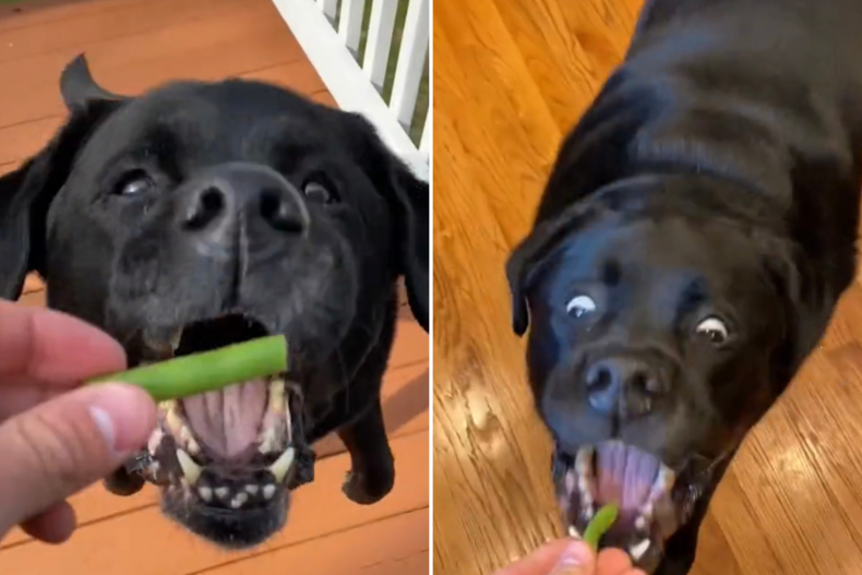 Kasey the dog and green beans