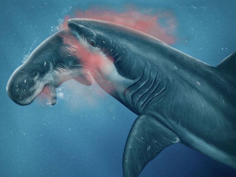 Megalodon eats a sperm whale