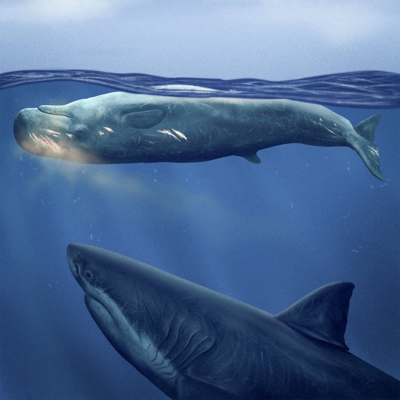 Megalodon and sperm whale