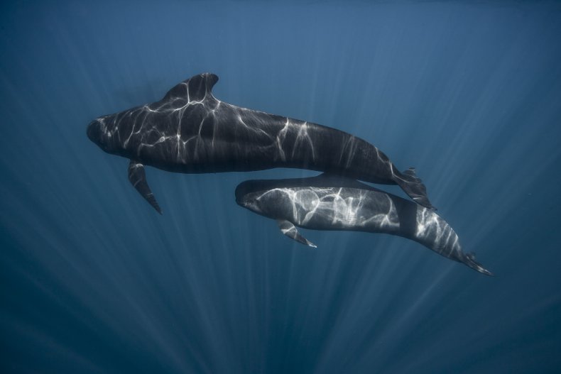 pilot whale