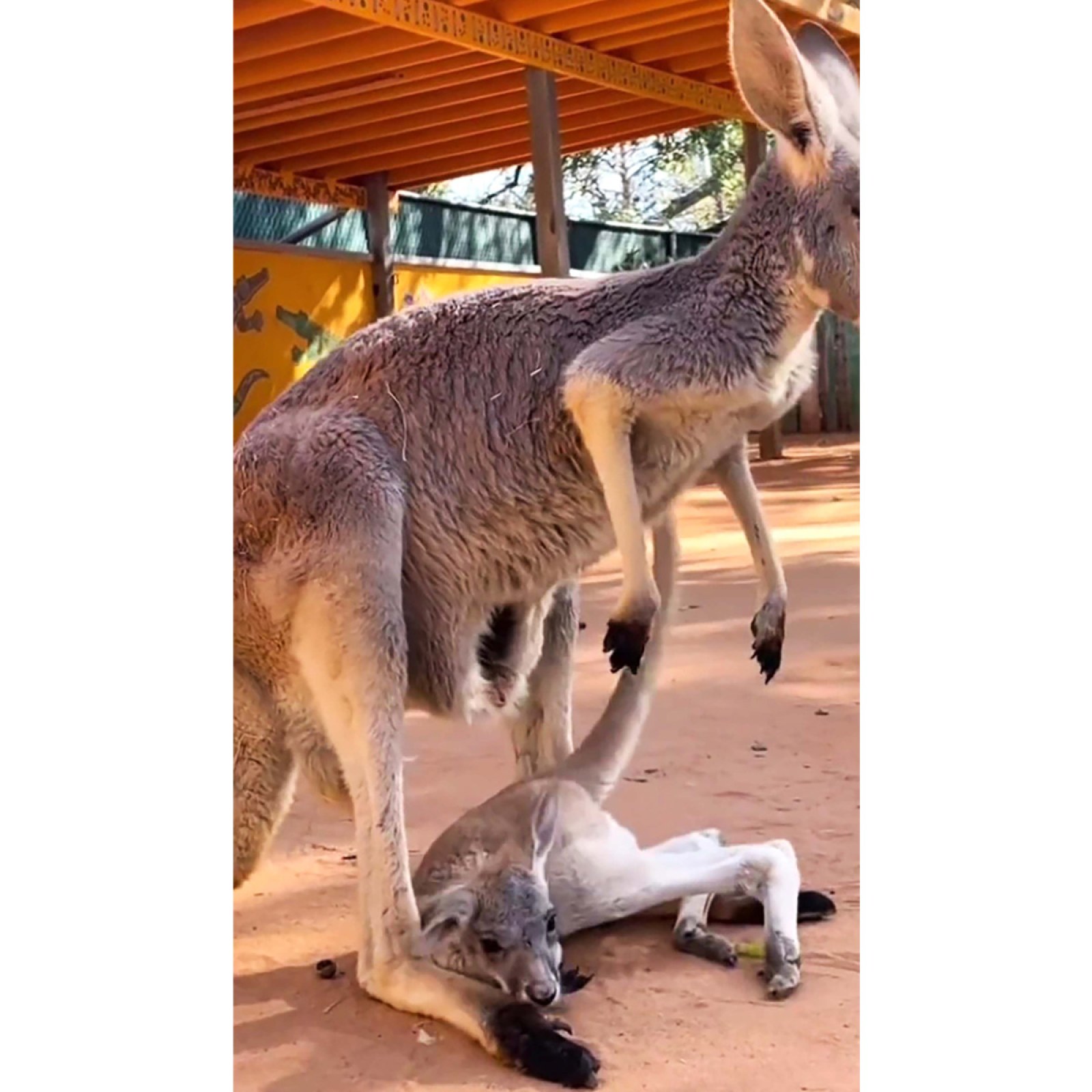 Video of Baby Kangaroo Struggling to Climb Into Mother's Pouch Melts Hearts