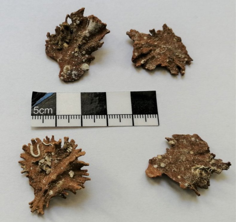 Jullienella foetida