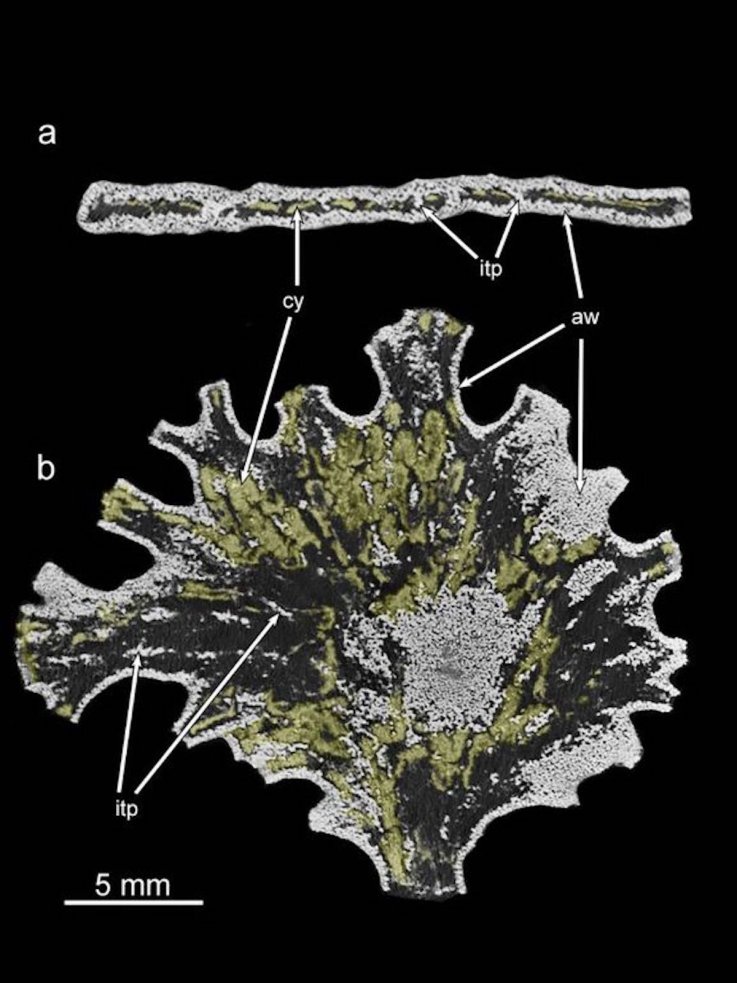 Jullienella foetida CT images