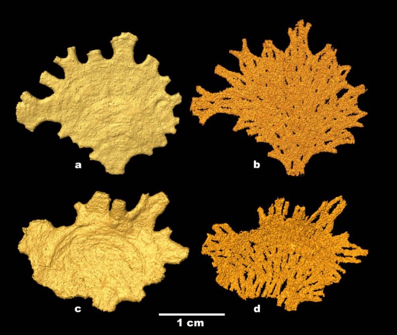 Jullienella foetida microscope images