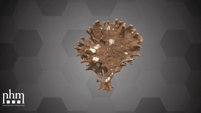 3D scan of large foraminifera, Jullienella foetida