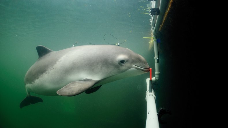 Noise pollution underwater dolphin