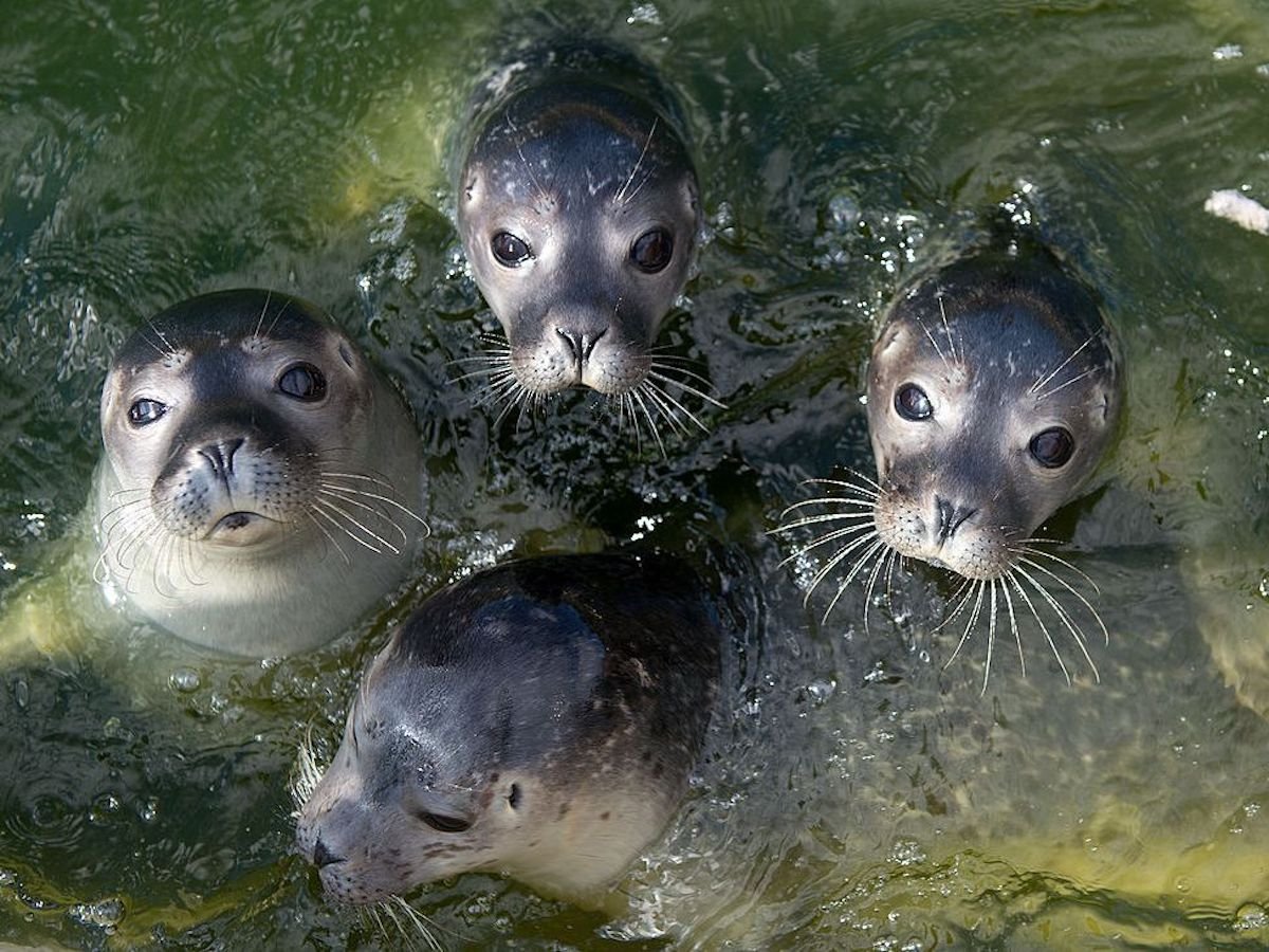 Harbor seals in Germany