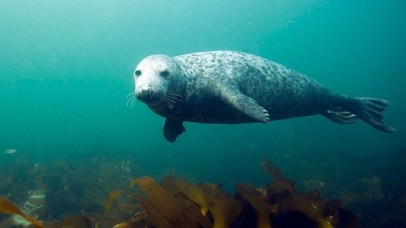 Grey seal underwater off England