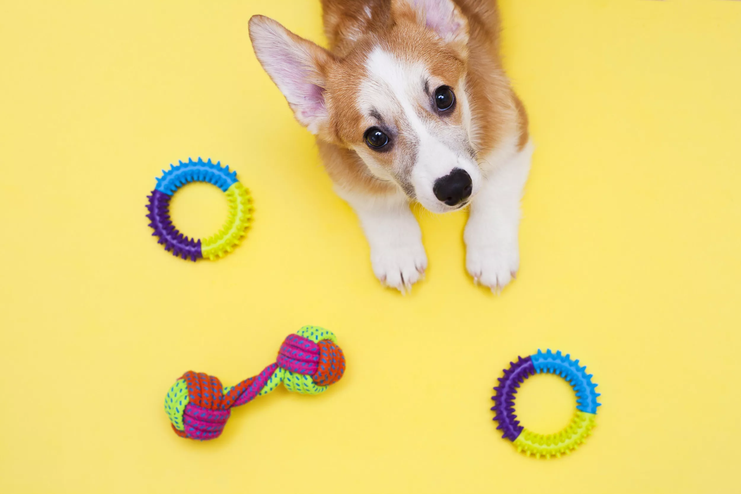 Adorable Puppy Bringing 'Favorite' Toys, Snacks to Bed Delights Internet - Vimarsana News
