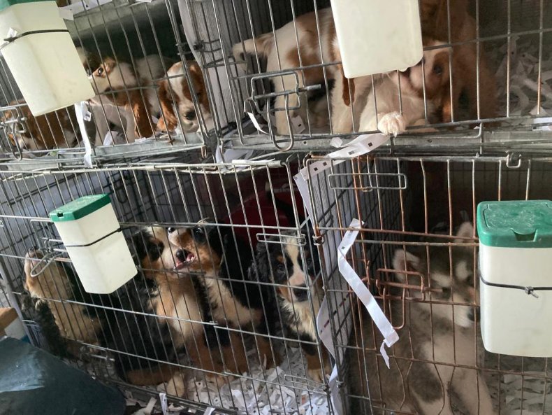 72 puppies found in van