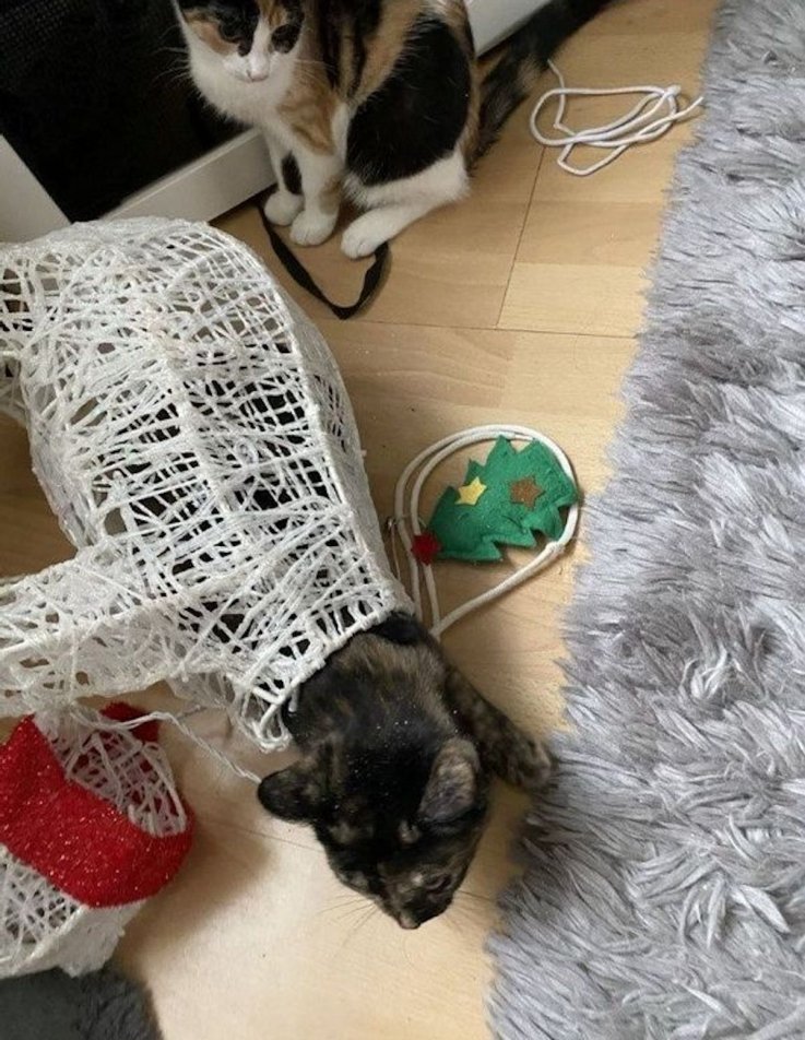 Cat with Christmas decorations