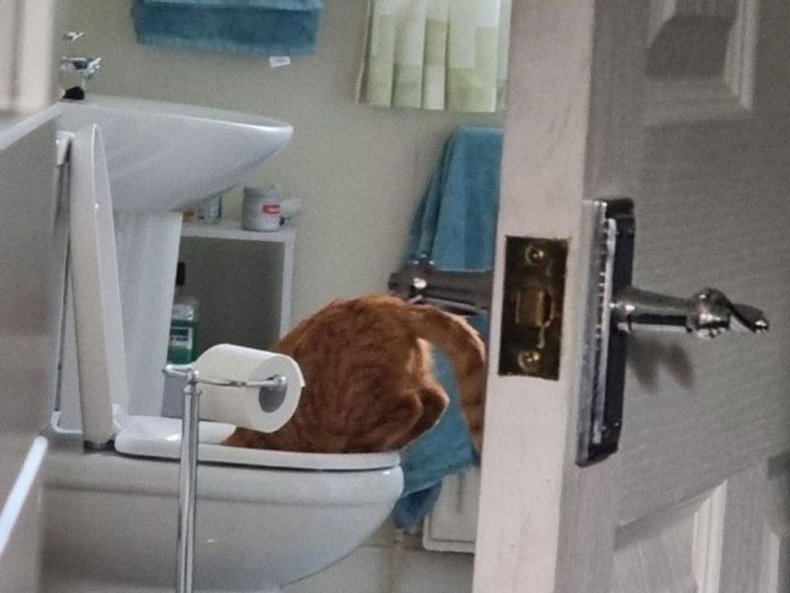 Cat drinking from toilet