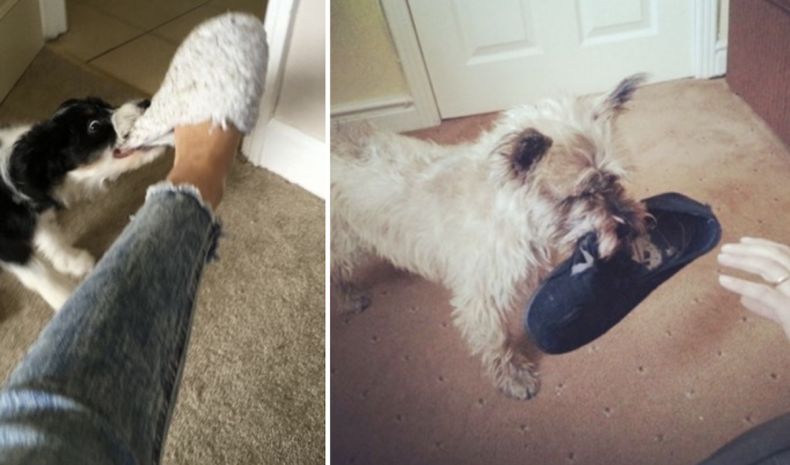Dogs who like slippers