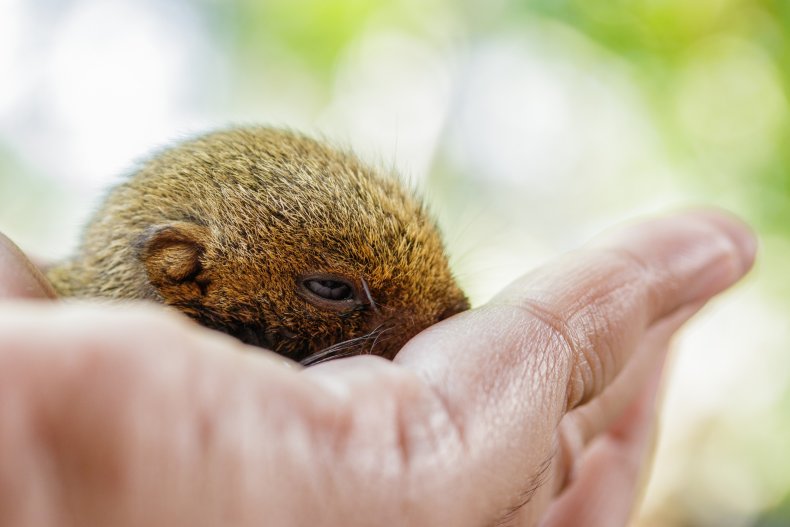 Baby squirrel
