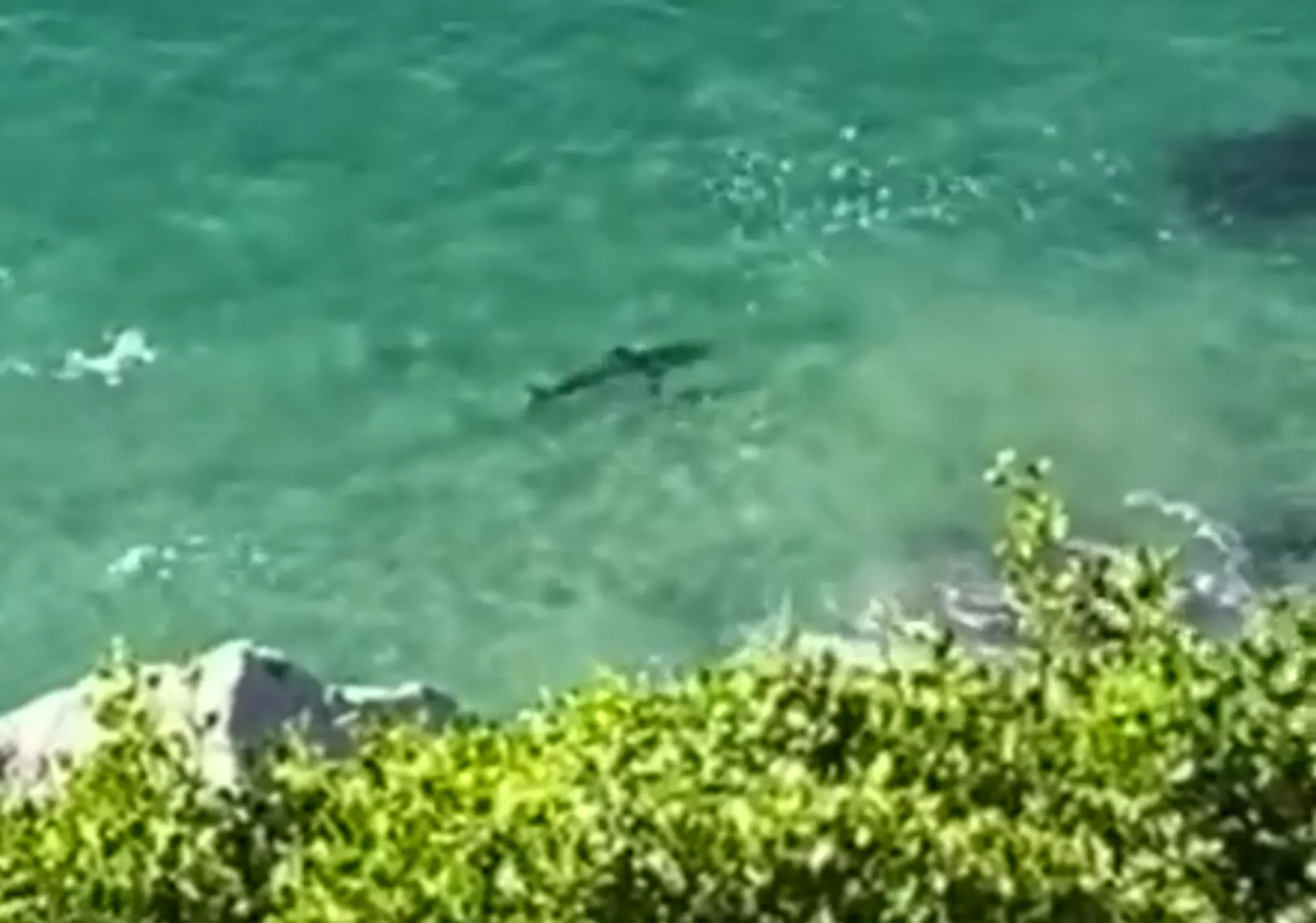 Chilling Footage Shows Great White Shark Moments After Fatal Attack on Man - Vimarsana News