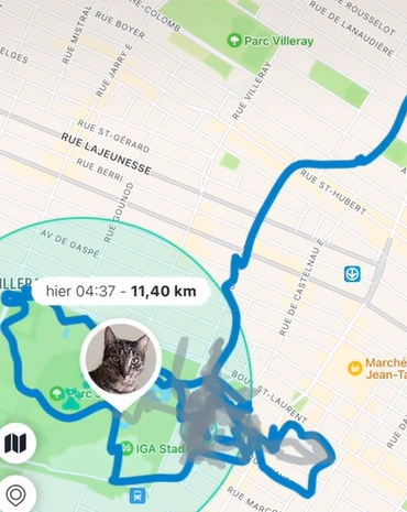 Cat travels 26km