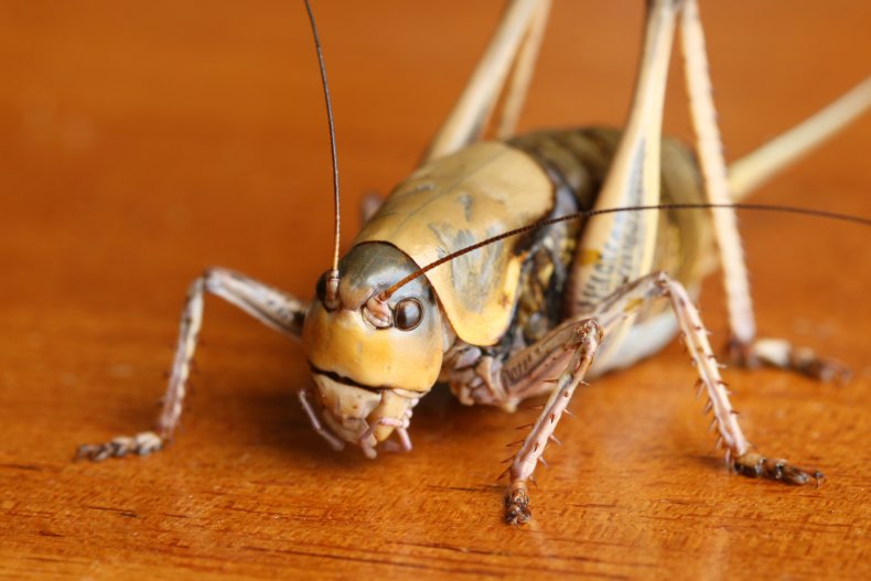 mormon cricket