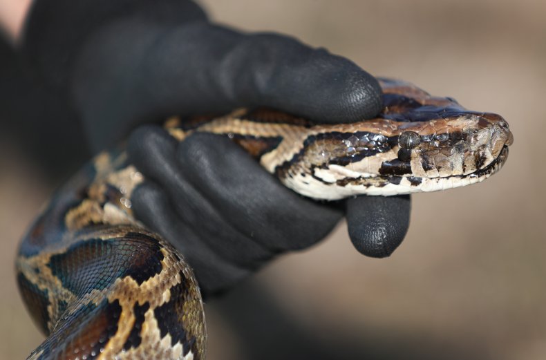 A Burmese python in Florida