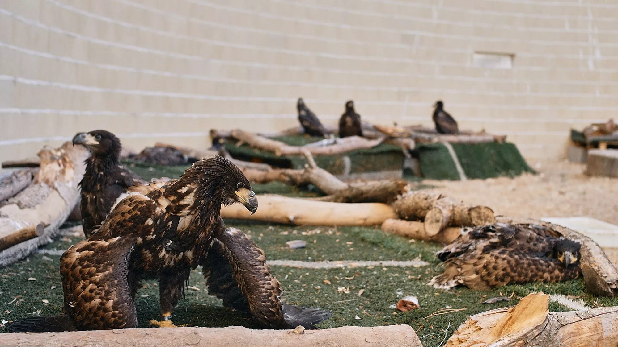 Sea Eagles Listed as Extinct in Spain Return After Breeding Program - Vimarsana News