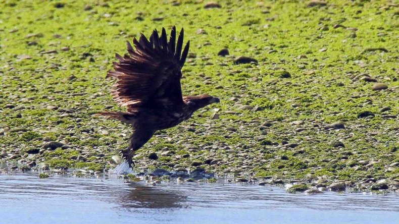 Águila de cola blanca en España