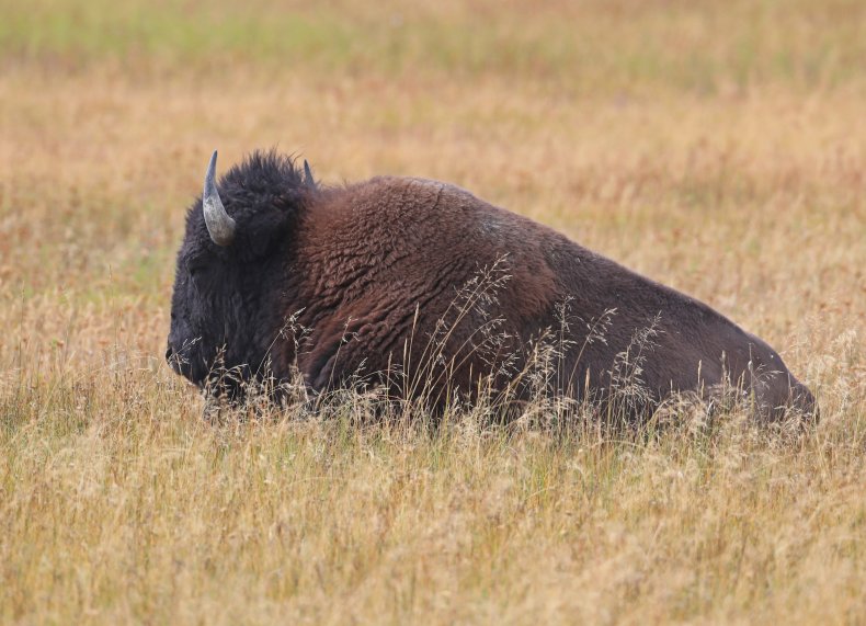 Expert issues warning after bison goring
