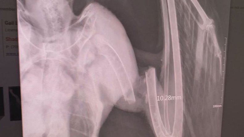 Bald eagle shot by hunters in Canada