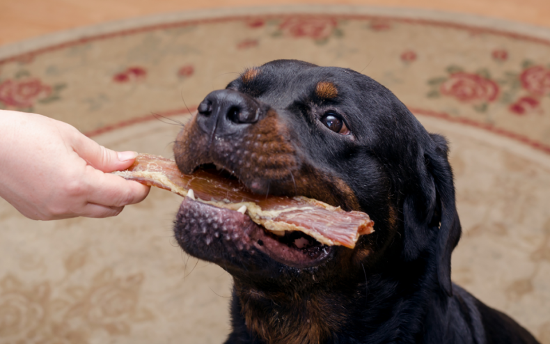 A dog enjoying a meaty treat.