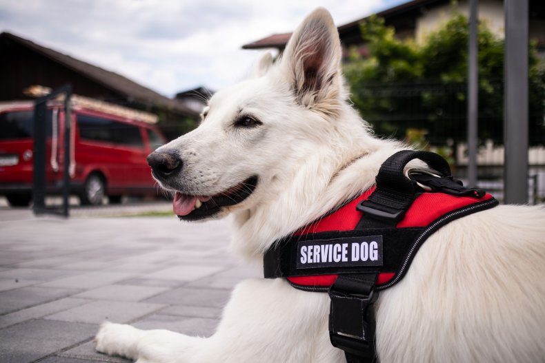A service dog sitting outdoors.