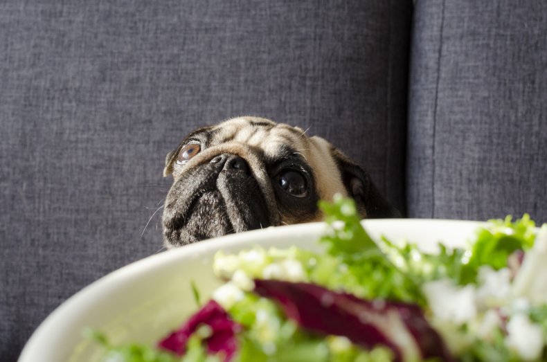 Pug dog looks at fresh salad
