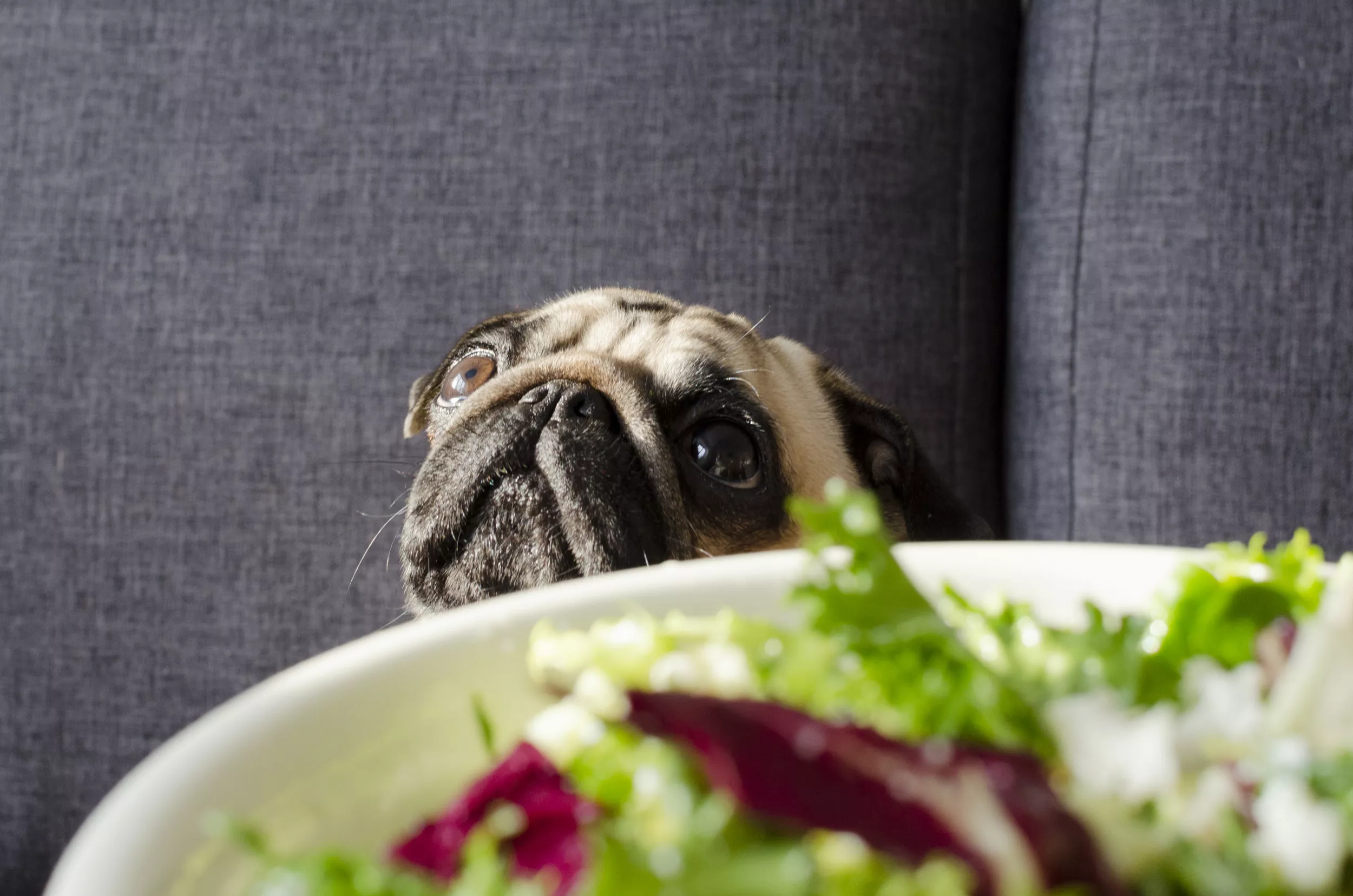 Fat Dog's Reaction to Being Served Salad Goes Viral: 'The Look of Betrayal' - Vimarsana News