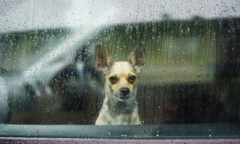A dog inside a car in rain.