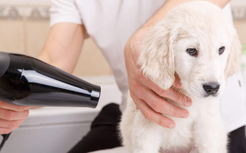 A dog being pampered with a hairdryer.