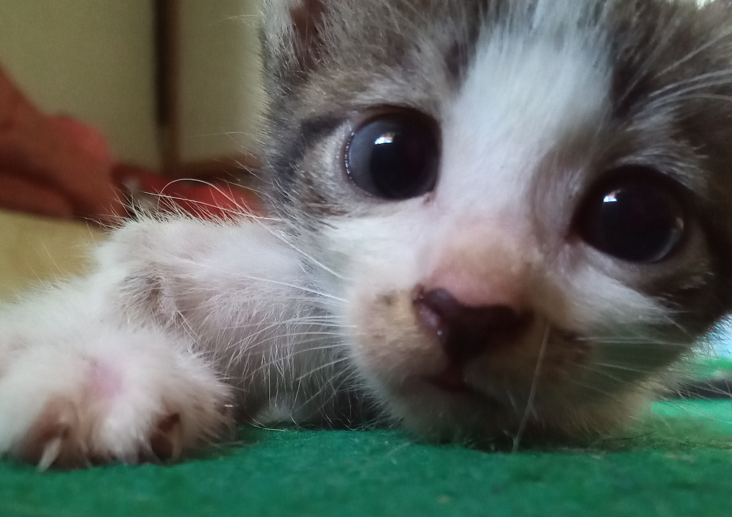 Internet Sobs As Kitten Bulging Eyes Dies Soon After Birth: 'My