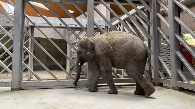 Elephant named Umesh dies of herpes