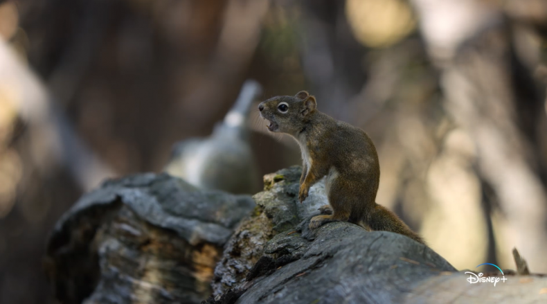 squirrel