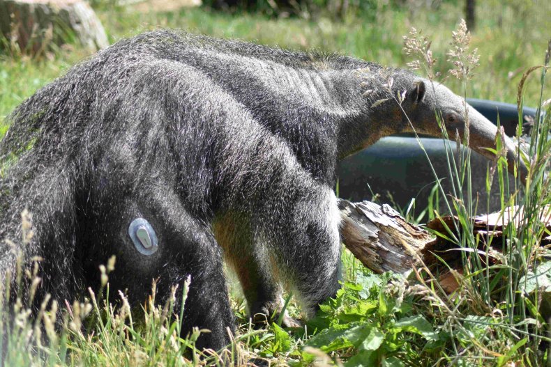 Giant anteater with Type 1 diabetes