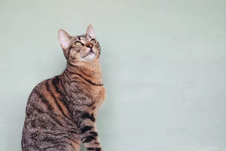 Cat Demands to be Watered Like a Plant