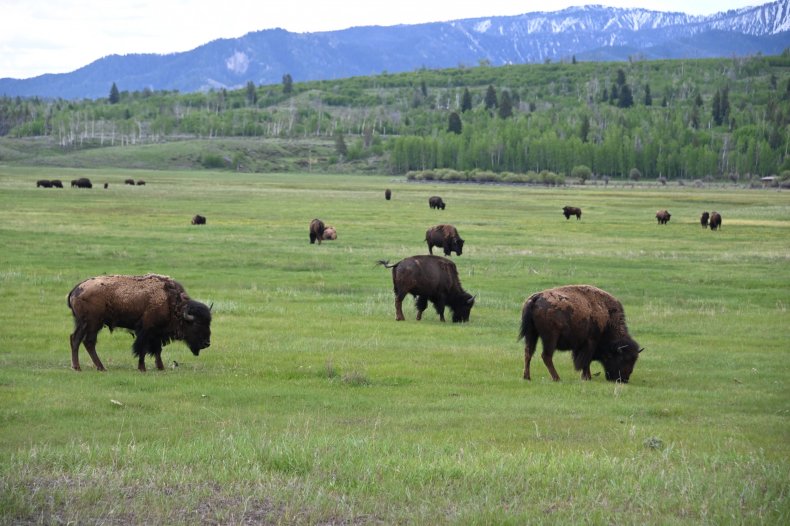 Bison Gores Elderly Yellowstone Tourist 