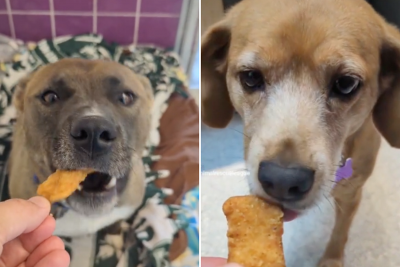 Shelter dogs get chicken nugget treat