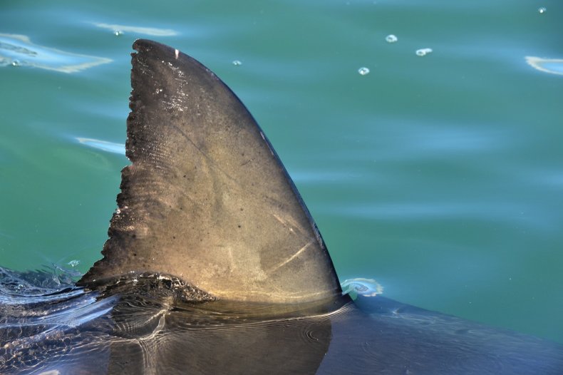Shark fin