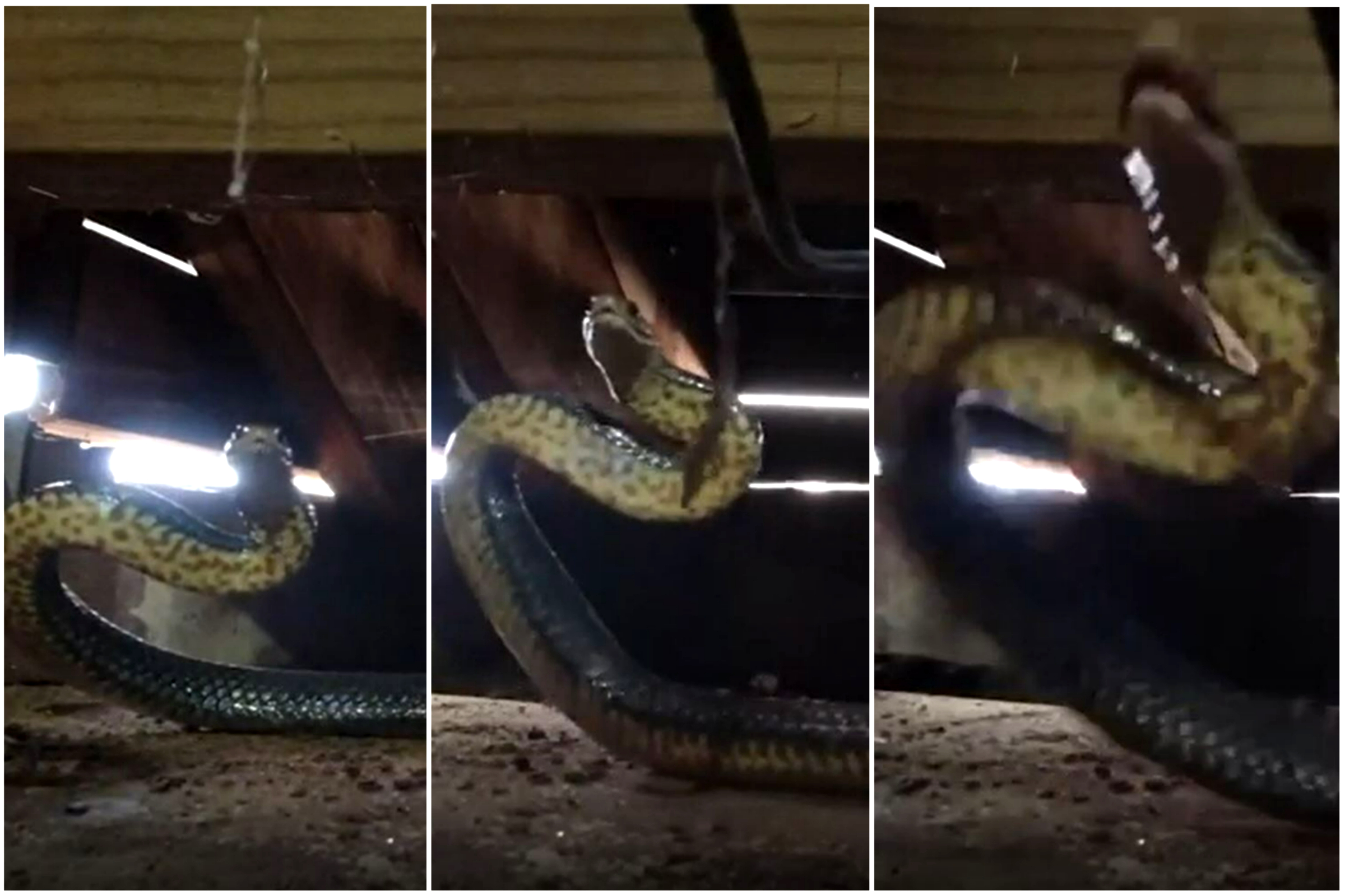 Watch Moment World's Second Deadliest Snake Lunges at Man in a Crawl Space
