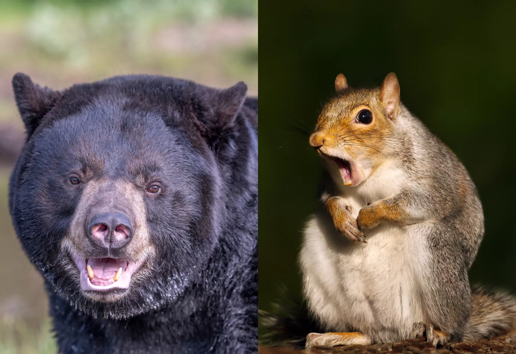 Watch Furious Squirrel Try to Fight off Freeloading Bear Stealing Its Nuts - Vimarsana News